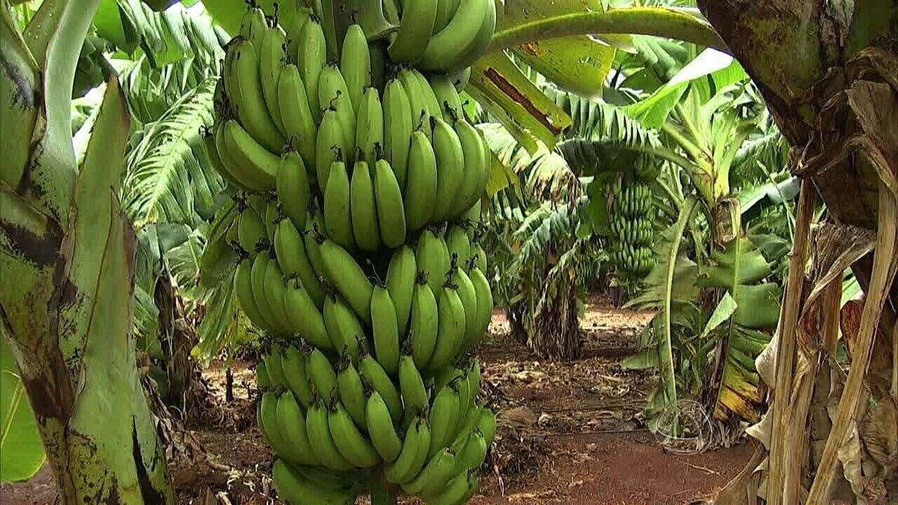 As 3 frutas que já somam 100 mil toneladas de produção em todo MS