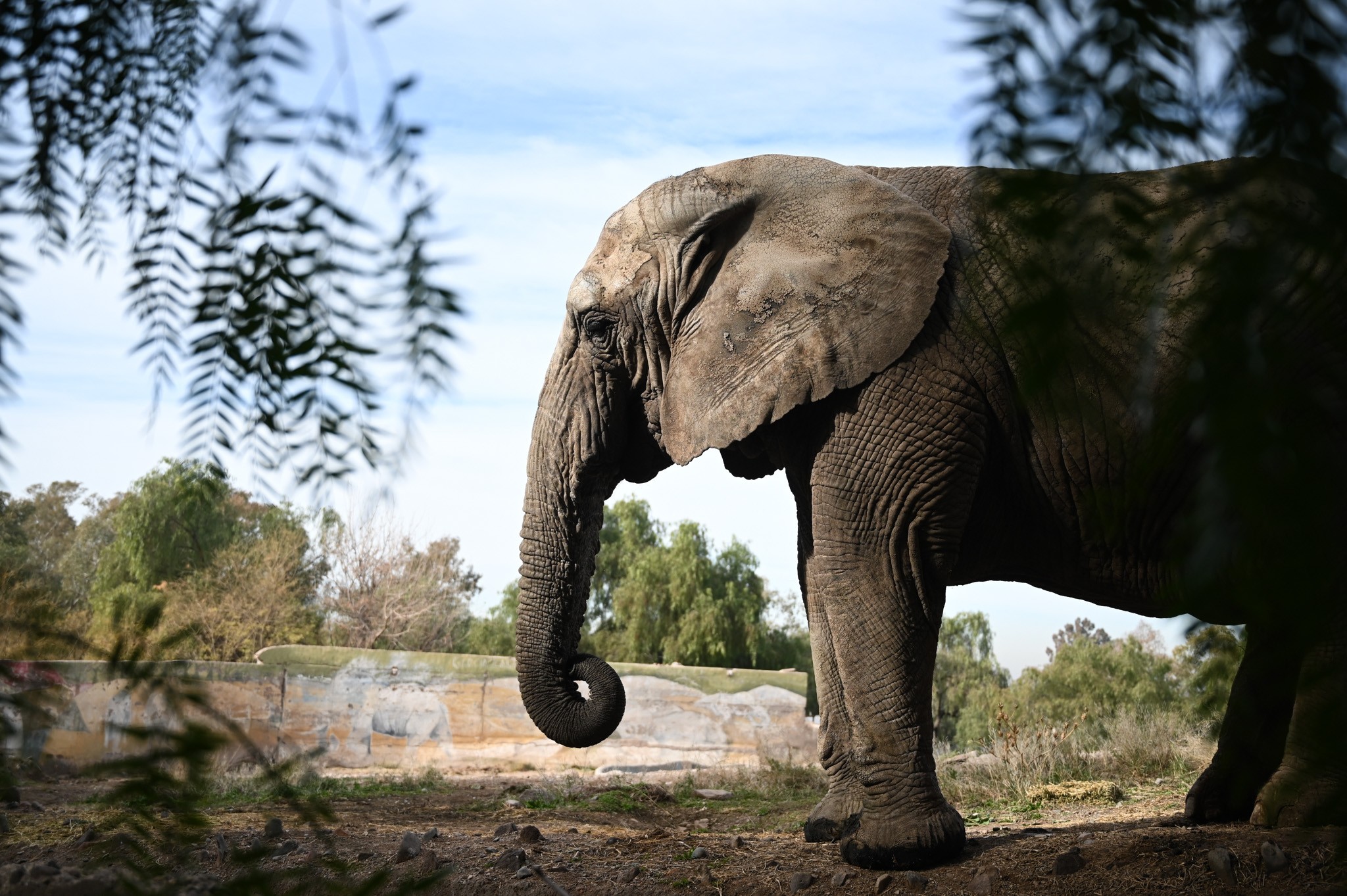 Remédios com frutas: como elefanta africana é tratada após diagnóstico de problema respiratório em santuário de MT