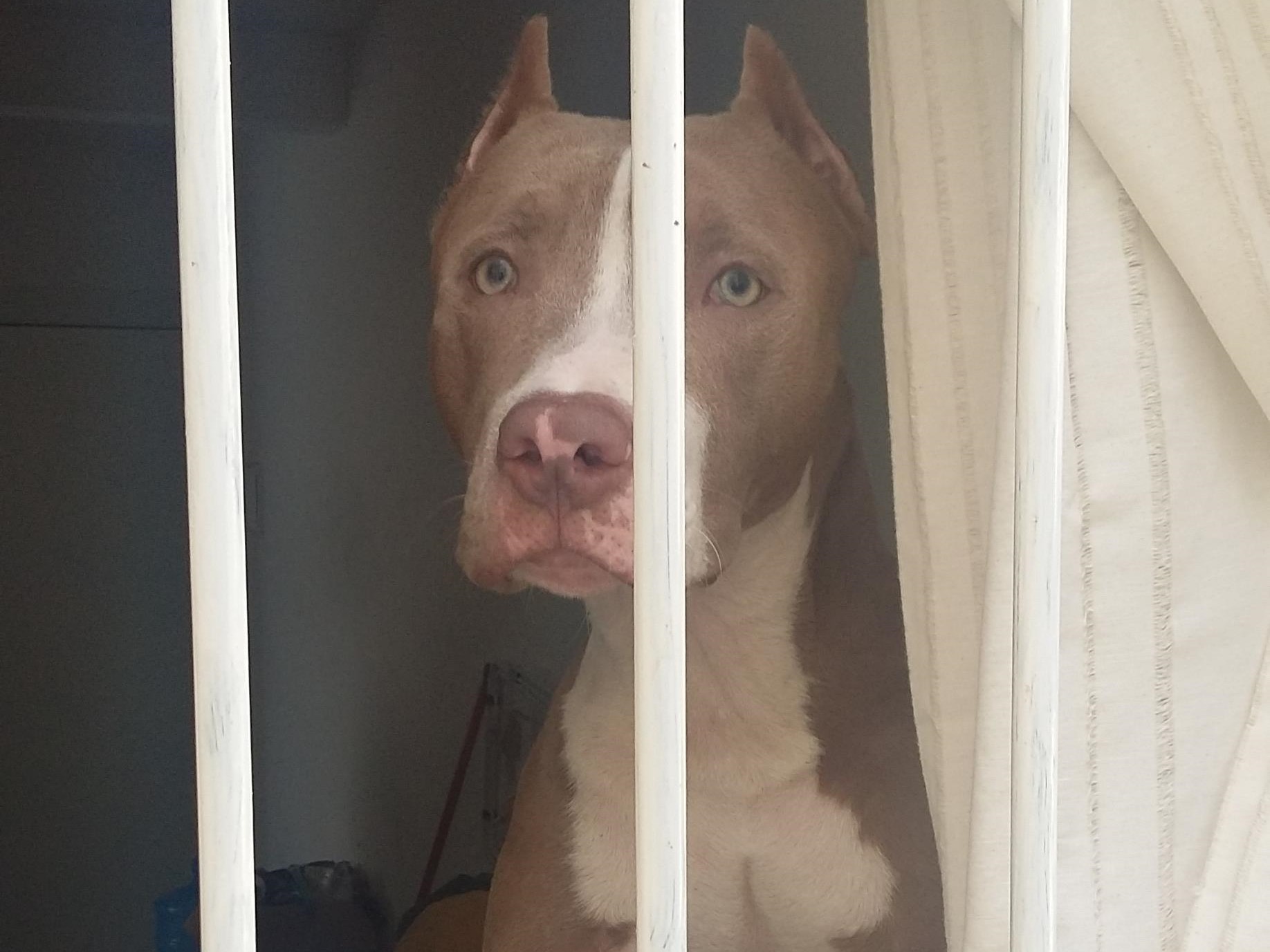 SC restringe circulação de pitbulls e raças derivadas