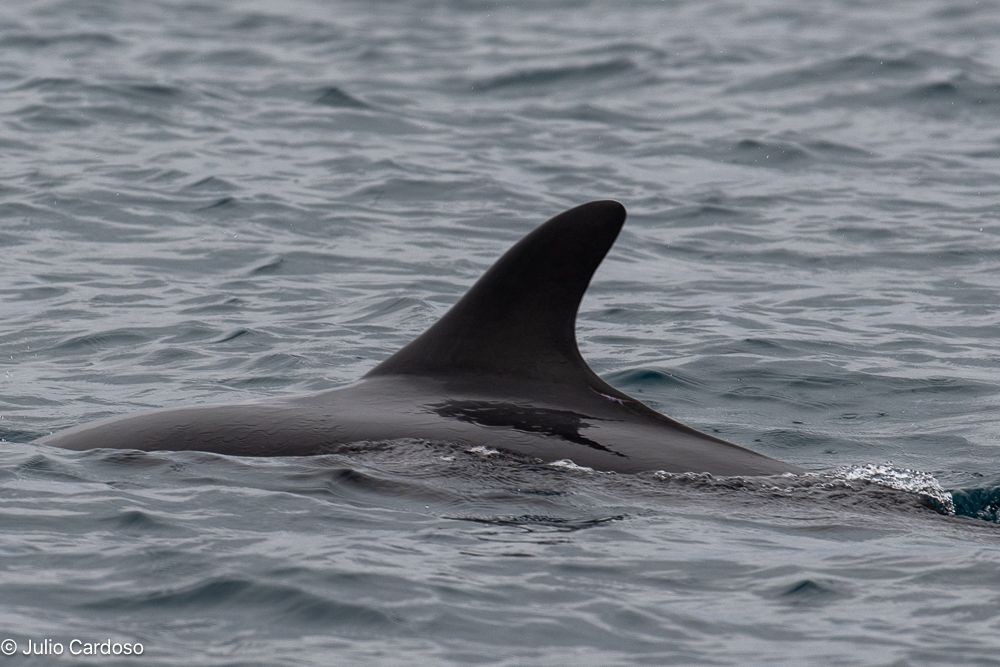 Grupo de falsas-orcas é flagrado no litoral paulista