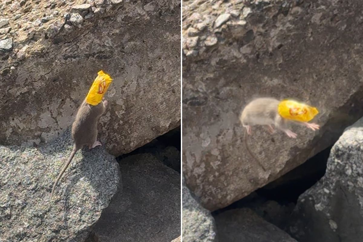 Rato é flagrado com pacote de paçoca preso na cabeça em praia do litoral de SP; VÍDEO