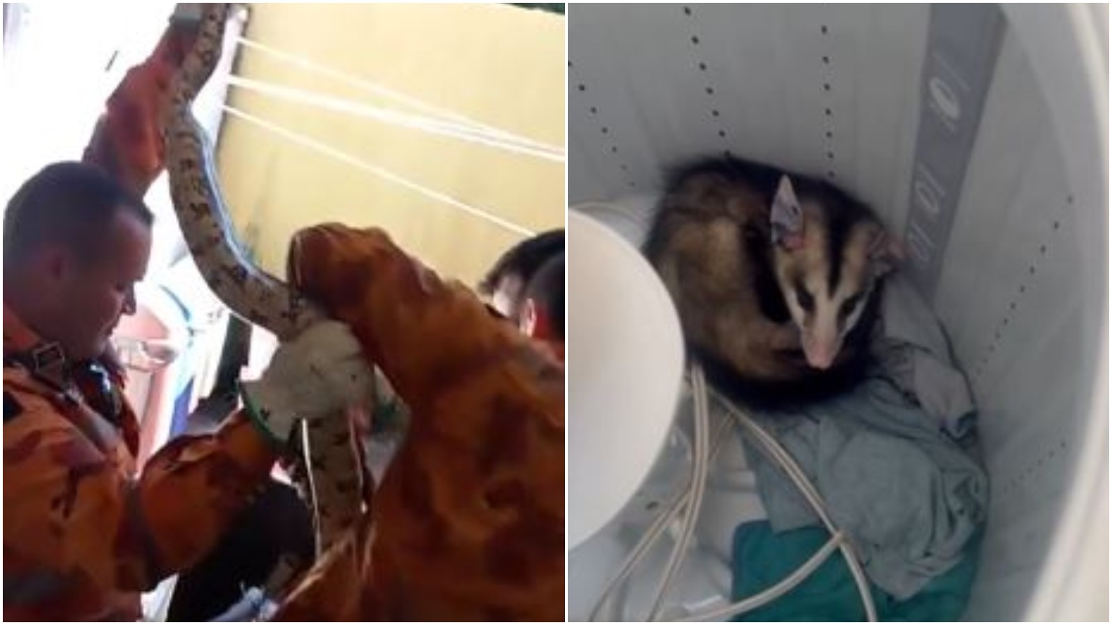 VÍDEO: Jiboia e gambá são resgatados escondidos em máquinas de lavar