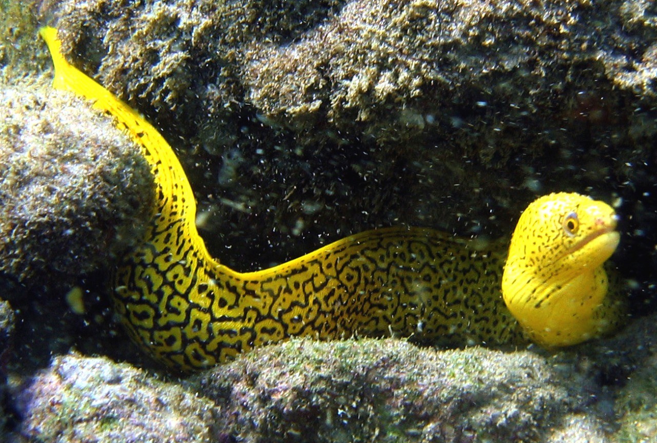 Moreia banana: peixe ornamental nativo da Baía de Todos-os-Santos é 'queridinho' em países como Estados Unidos, França e Itália