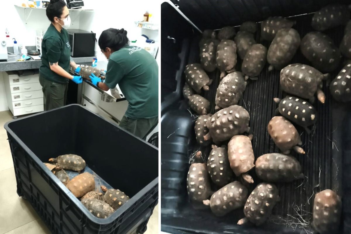 Nova etapa retira mais 30 jabutis de praça pública onde população chegou a 250 animais no interior de SP
