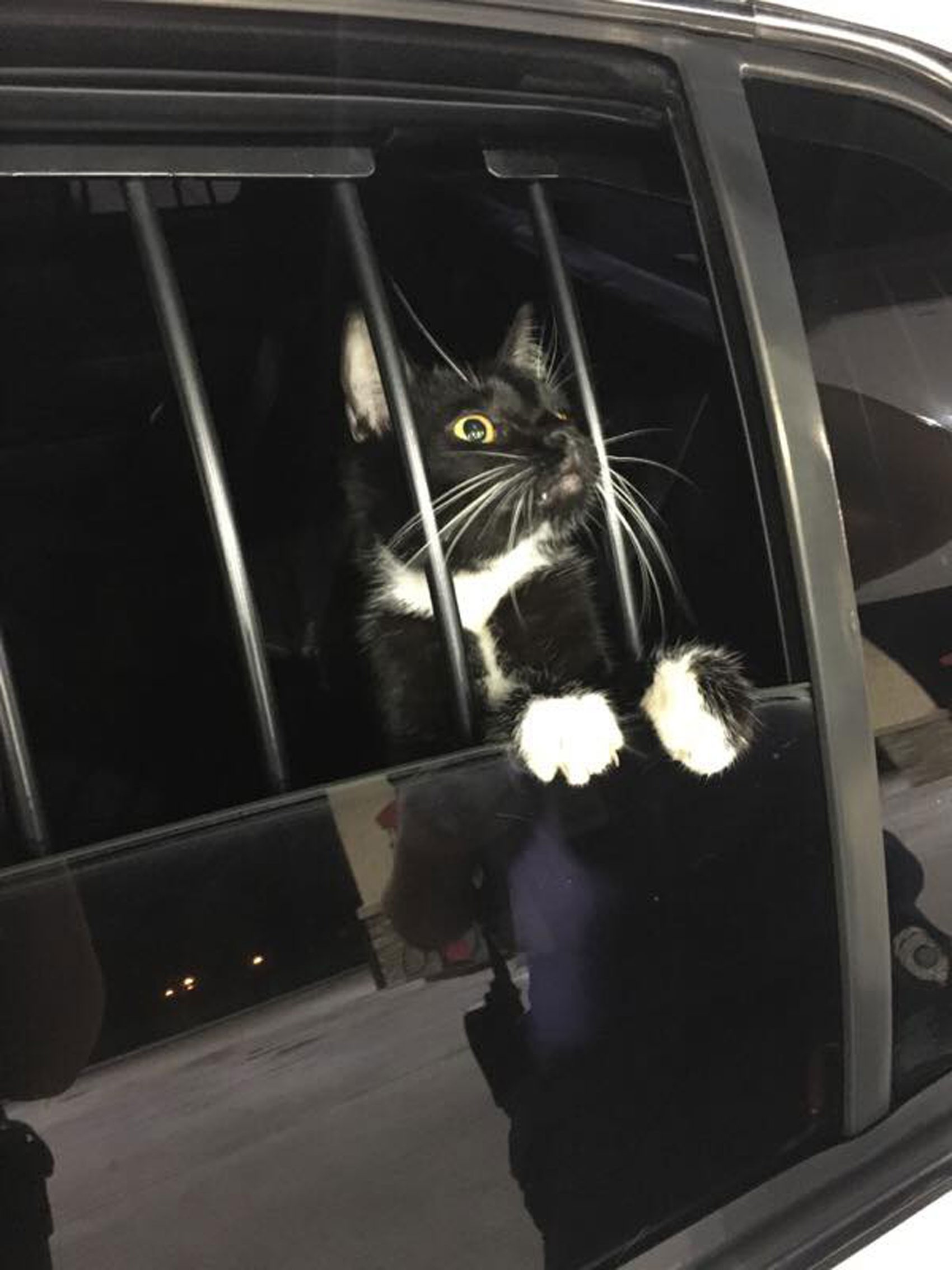 Gato é 'preso' suspeito de furto nos EUA