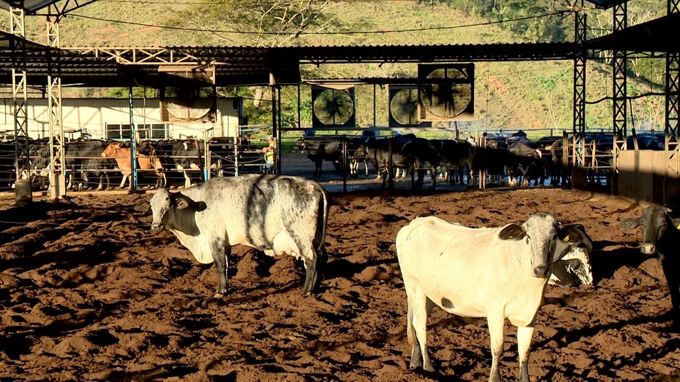 Compost barn é um sistema de alojamento de vacas leiteiras que oferecem aos animais camas macias — Foto: Reprodução/ TV Gazeta