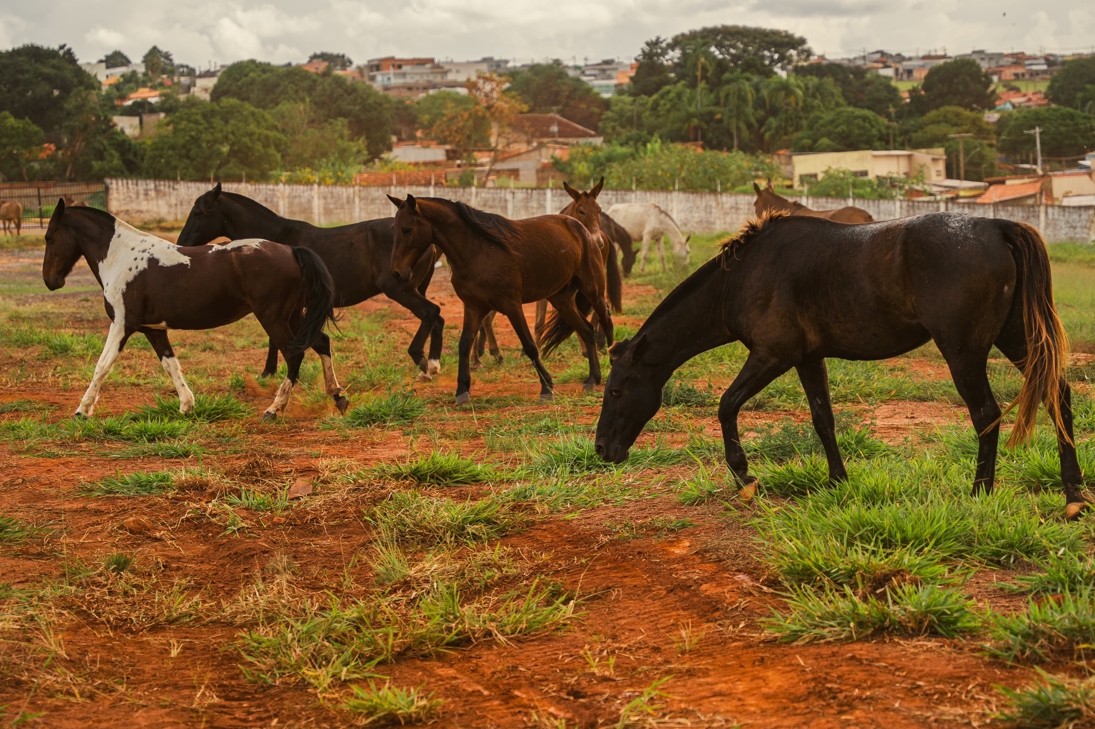 Tradição no interior de SP: comitiva refaz trajeto dos tropeiros e vai  cavalgar 250 km de Itararé a Sorocaba