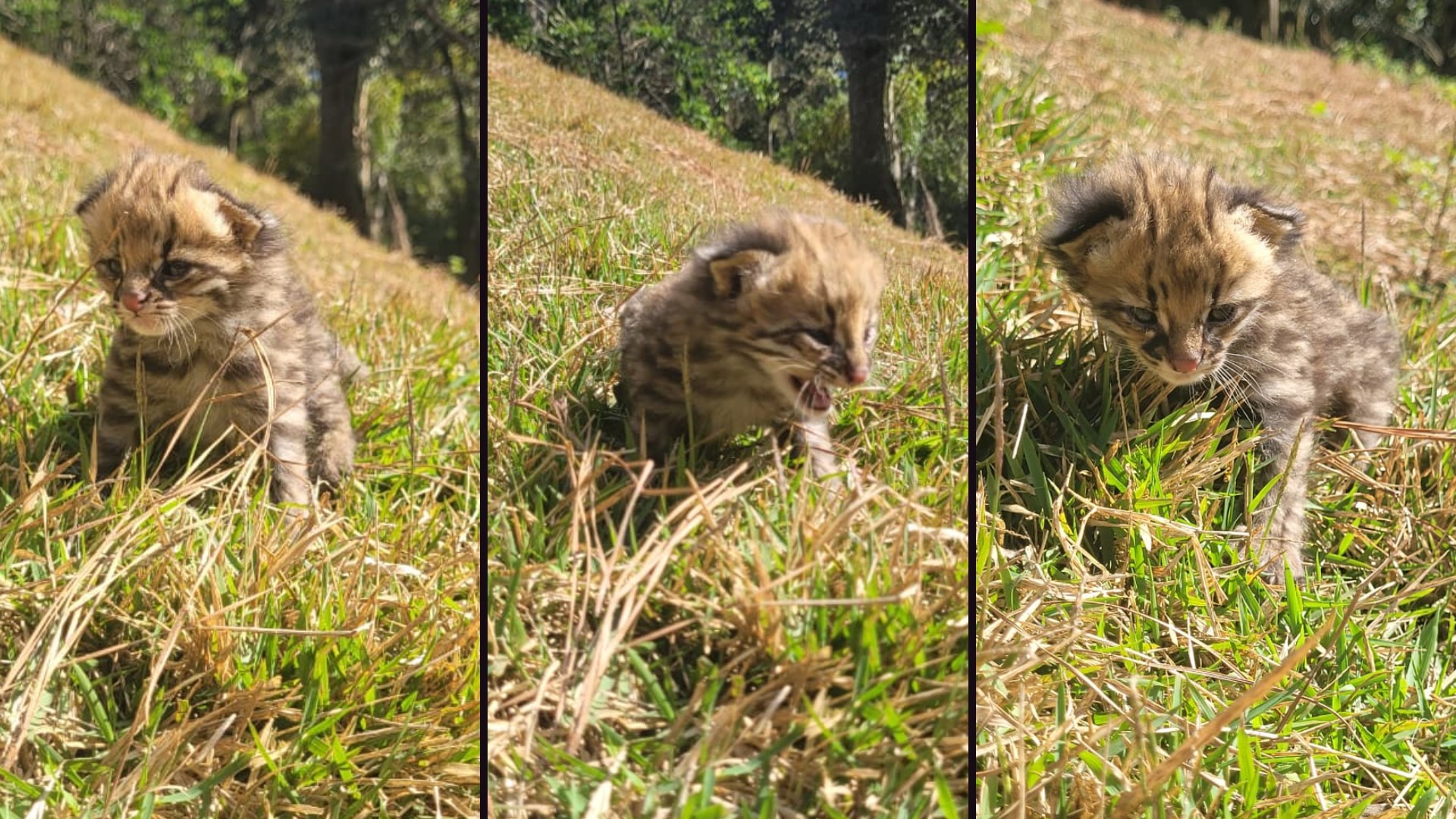 Filhote de gato-do-mato-pequeno é resgatado com queimaduras após incêndio em São Roque
