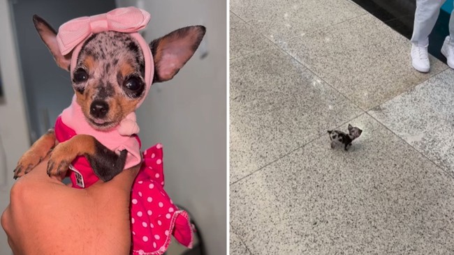 Cadela tamanho miniatura vira celebridade em shopping de Goinia