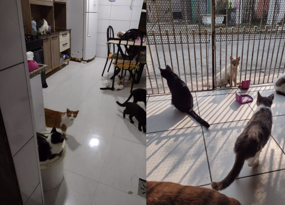 Casa abandonada e lotada de gatos vira problema para moradores do