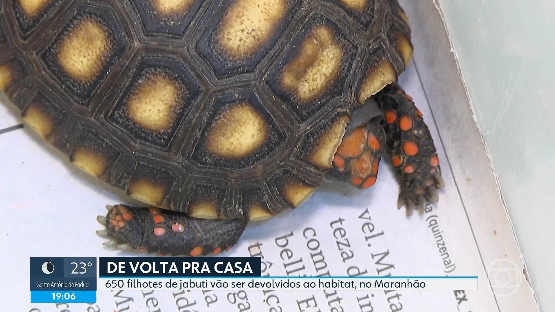 VÍDEOS: RJ2 de quarta-feira, 13 de agosto de 2025