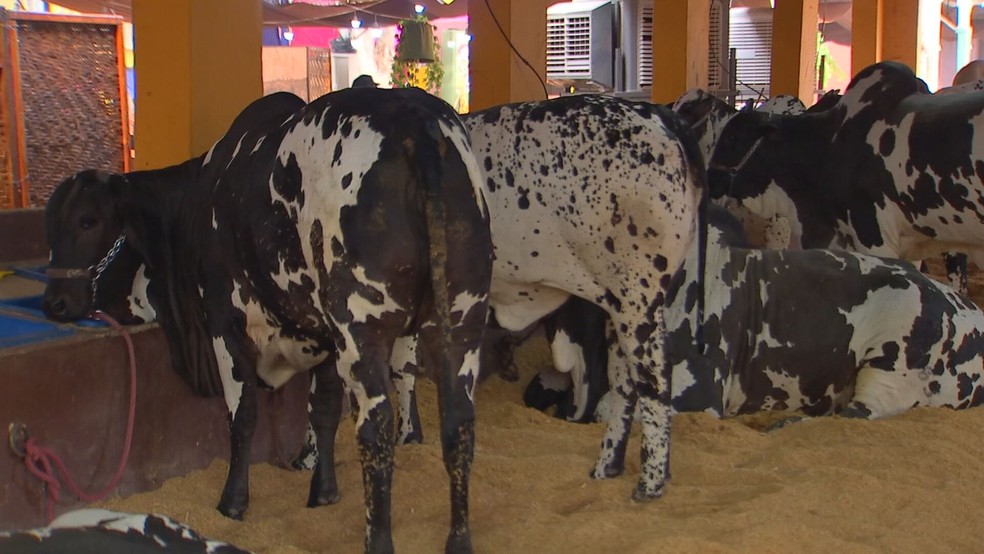 Expo Rio Preto atrai 50 mil visitantes na primeira semana — Foto: Reprodução / TV TEM