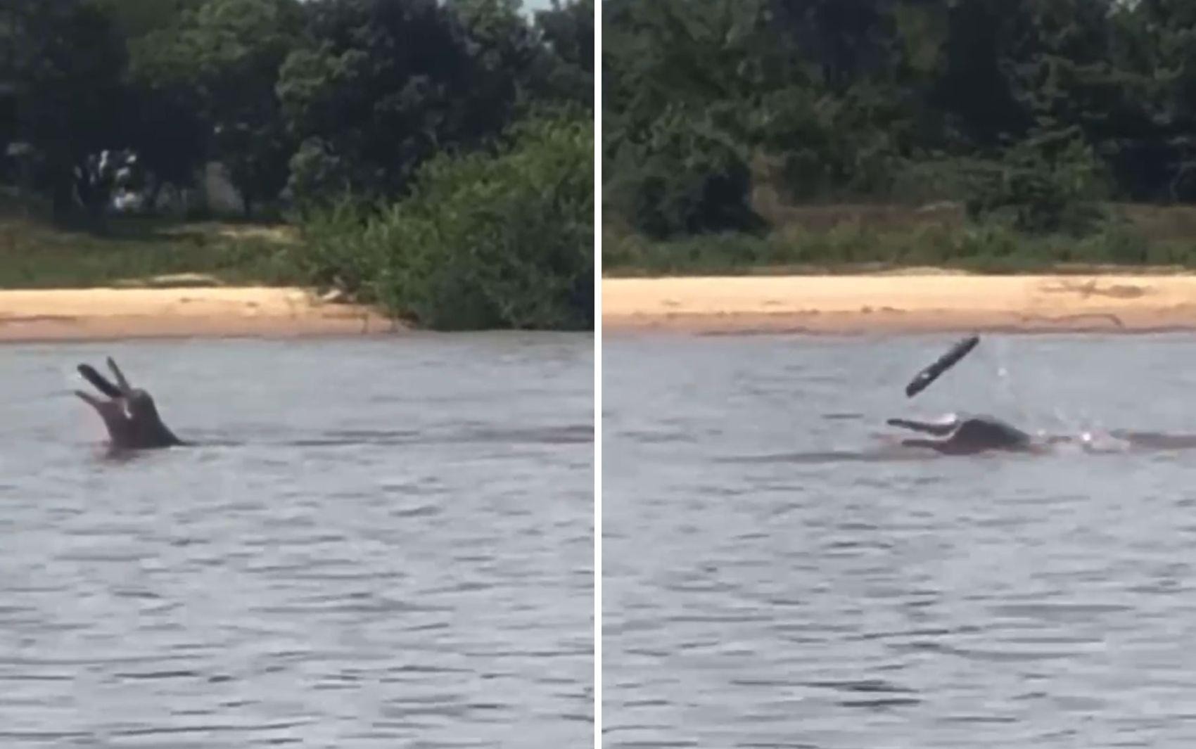 Boto chama atenção ao brincar com pedaço de madeira no meio do Rio Araguaia; vídeo
