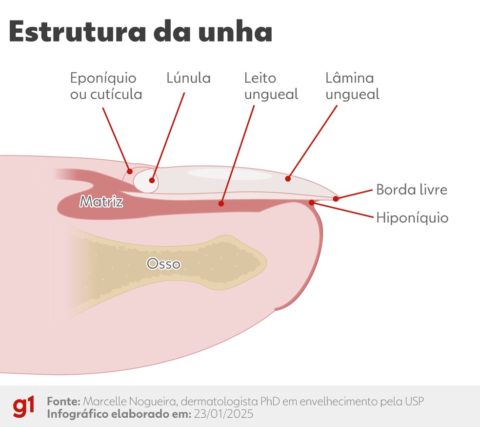 Infográfico do g1 mostra a estrutura da unha — Foto: Arte/g1