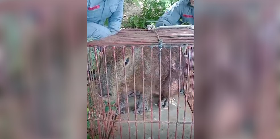 Capivara que foi capturada em Jales (SP) — Foto: Corpo de Bombeiros/Arquivo pessoal