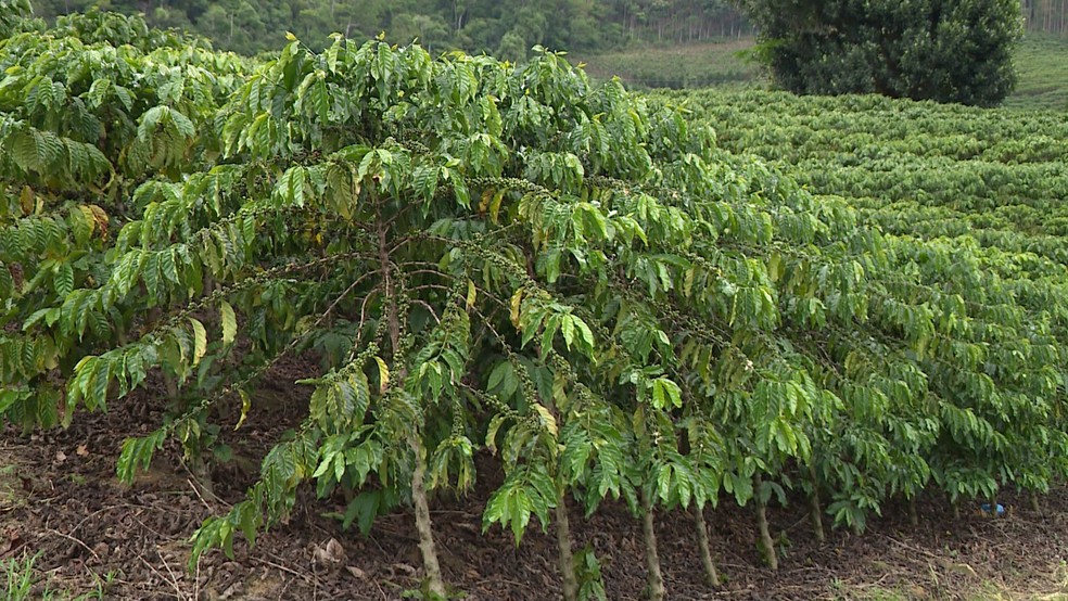 Pés de café conilon no Espírito Santo — Foto: Reprodução/TV Gazeta