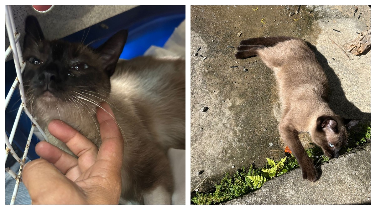 Gata fica paraplégica após ser atingida por tiro de chumbinho em SP