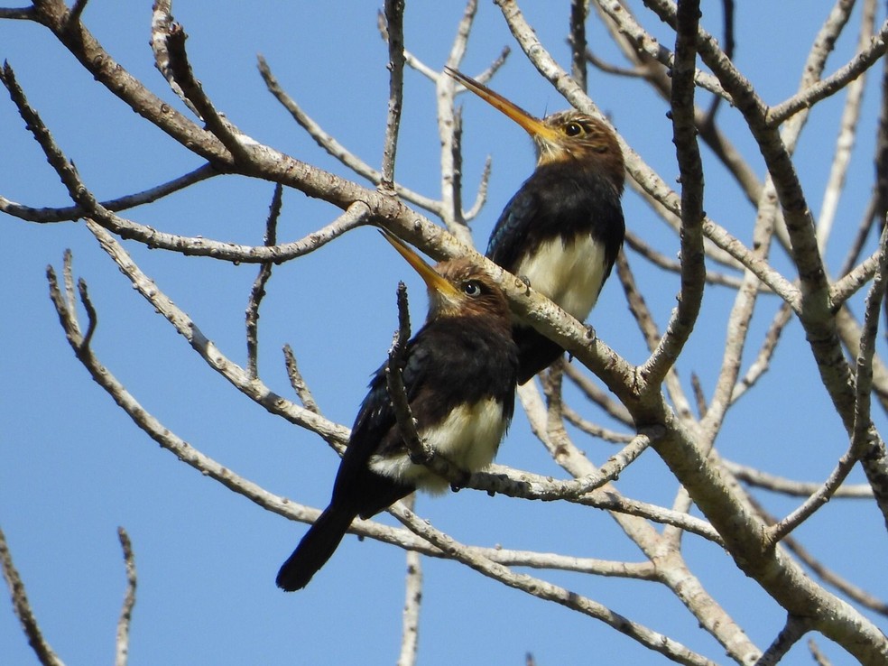 Observador de aves passou o dia catalogando espécies — Foto: Arquivo pessoal
