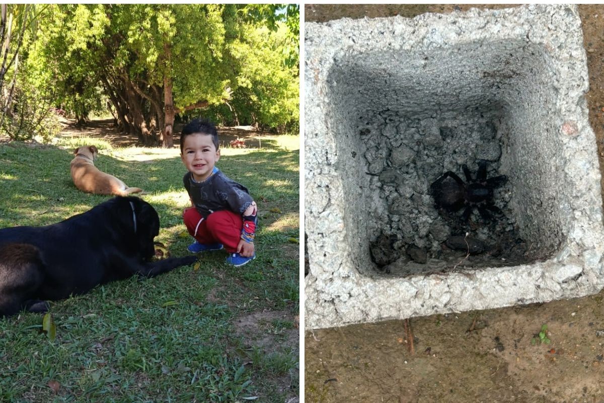 Menino de 1 ano que morreu após ser picado por aranha é enterrado em Atibaia; ‘Todo dia me abraçava’, diz avô