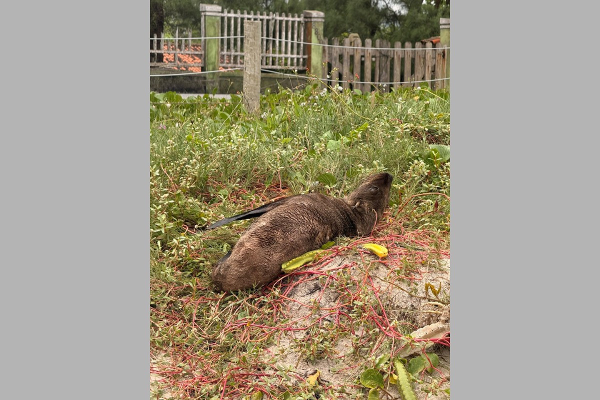 Lobo-marinho é resgatado após ser encontrado debilitado em meio a cactos na praia de Jaconé