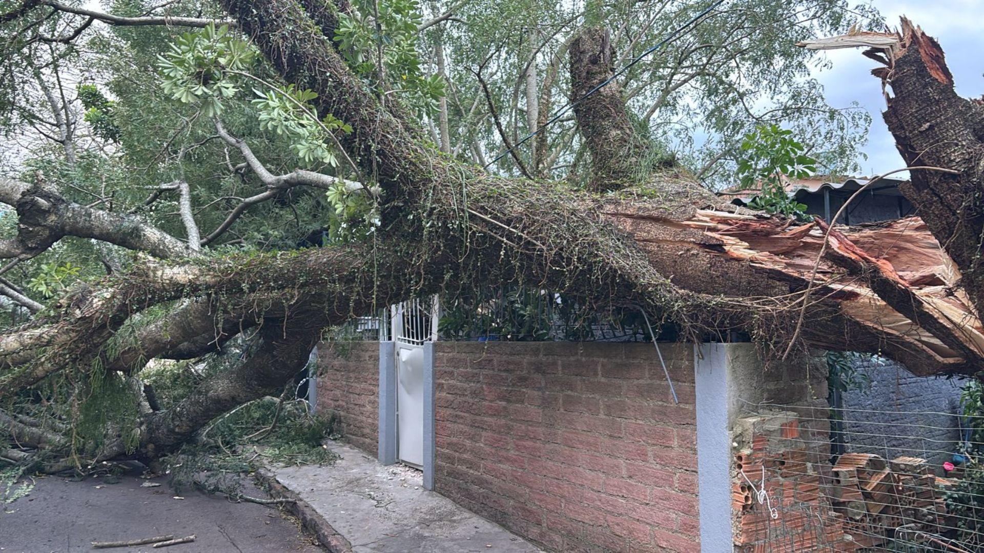 VÍDEO: Árvore de grande porte cai sobre telhado e casa fica parcialmente destruída em Porto Alegre