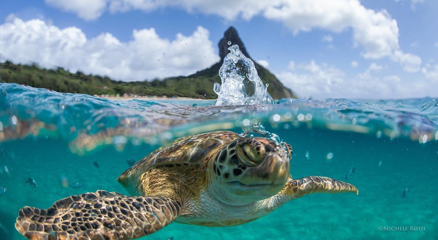 Fernando de Noronha vai receber evento internacional sobre proteção dos oceanos; veja atrações confirmadas