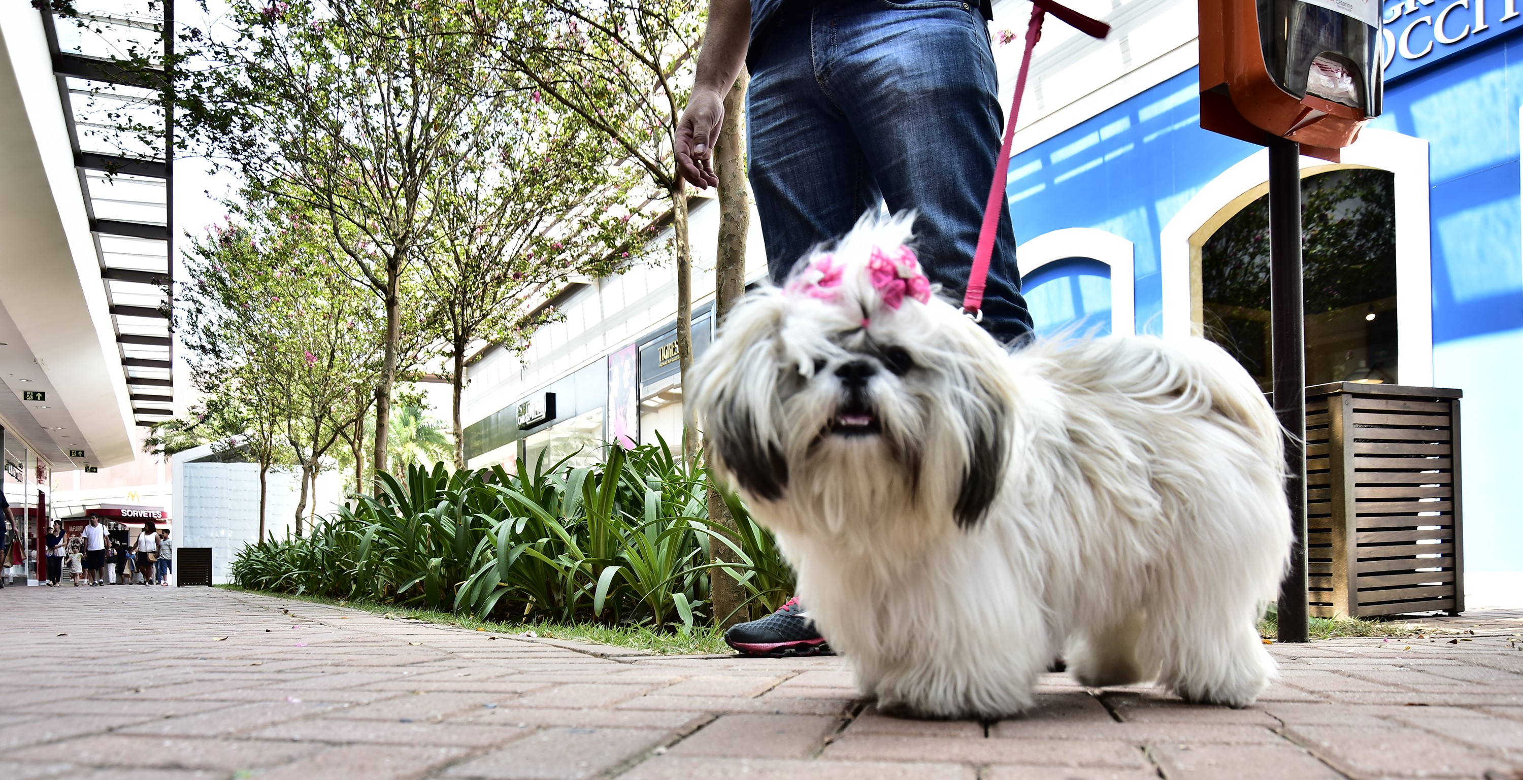 Lei regulamenta espaços pet friendly e responsabiliza tutores por limpeza em caso de incidentes em Uberlândia