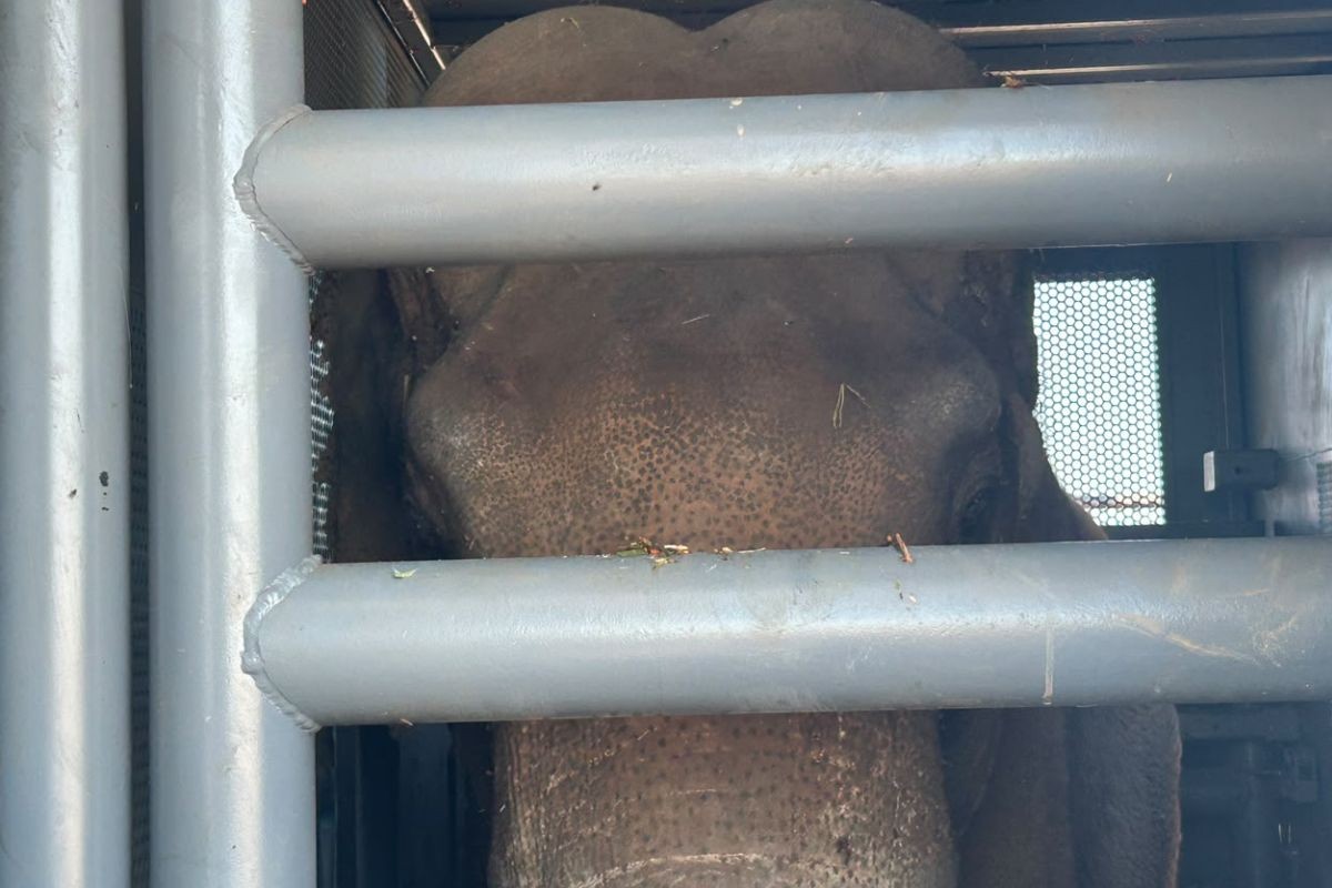 Elefante Sandro faz parada para lanche de frutas e capim em Campo Grande a caminho de santuário