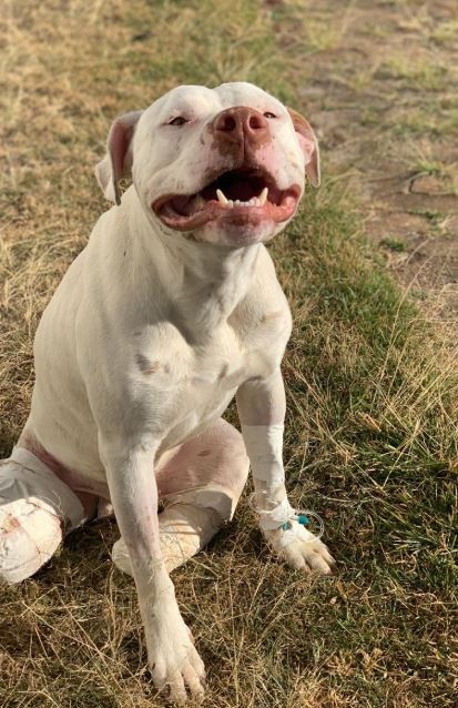 Como cão que teve patas decepadas em MG inspirou lei contra maus-tratos a animais