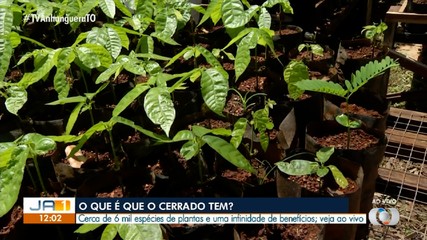 Veja os benefícios das plantas do cerrado