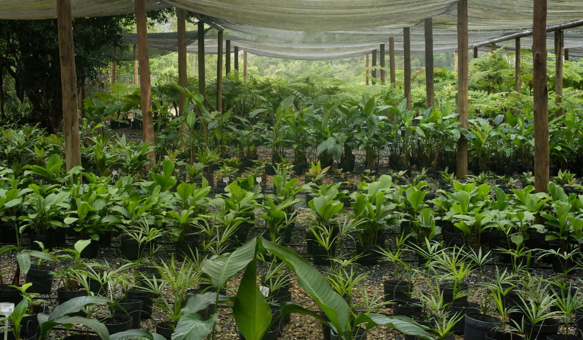 Compensação de gases tóxicos: como empresas usam engenharia florestal para equilibrar emissões na atmosfera