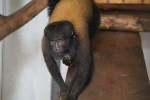 Zoo de Brasília recebe primata típico da Amazônia para reprodução da espécie