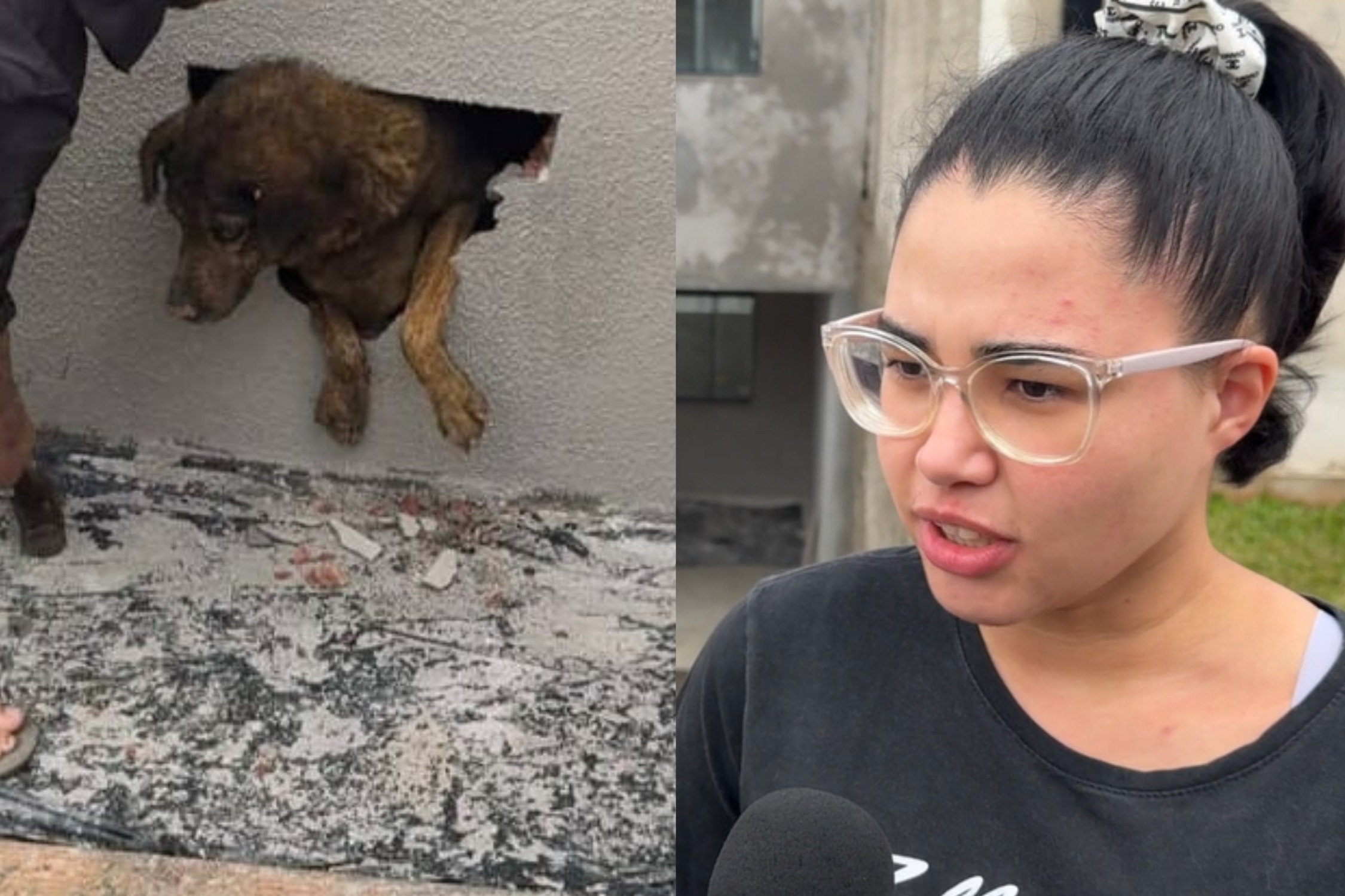 Estudante reconhece latido e ajuda a salvar cadela presa em parede concretada no Paraná: 'Escutei de longe'