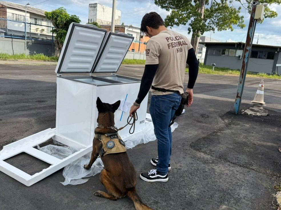 Cão farejador da PF ajudou a localizar drogas e armas escondidas. — Foto: Divulgação