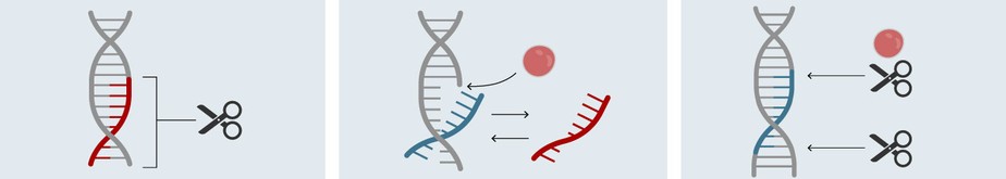 Entenda o CRISPR: a técnica de edição de DNA que pode ter criado bebês resistentes ao HIV