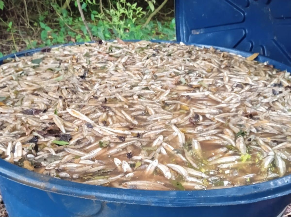 PM Ambiental apreende uma tonelada de manjuba clandestina em condições insalubres no interior de SP