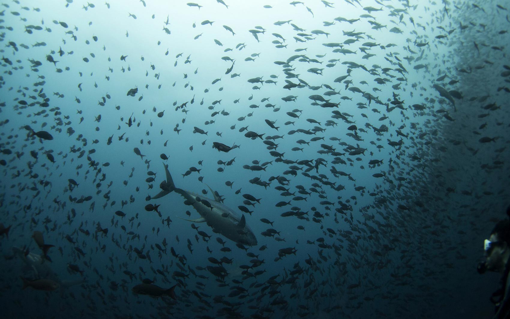 Peixes estão desaprendendo suas rotas migratórias e a culpa pode ser da pescaria, sugere estudo