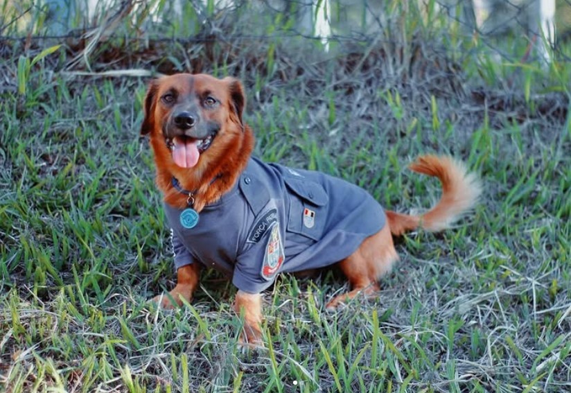 Cabo Caramelo: vira-lata que entrou em batalhão da PM para fugir da chuva vira mascote e fenômeno nas redes