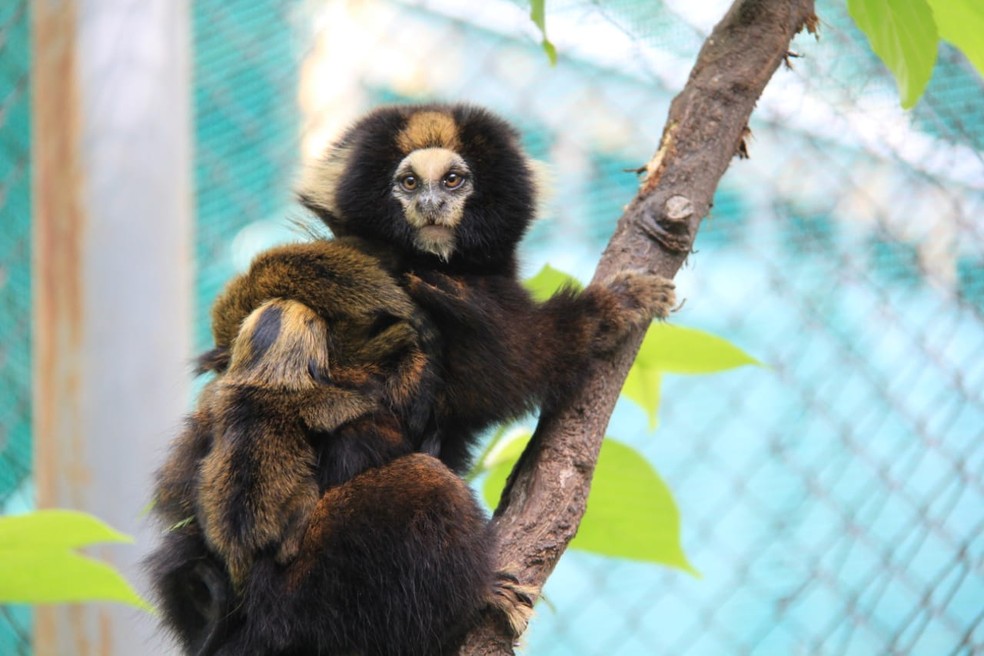2 - macaco sagui 