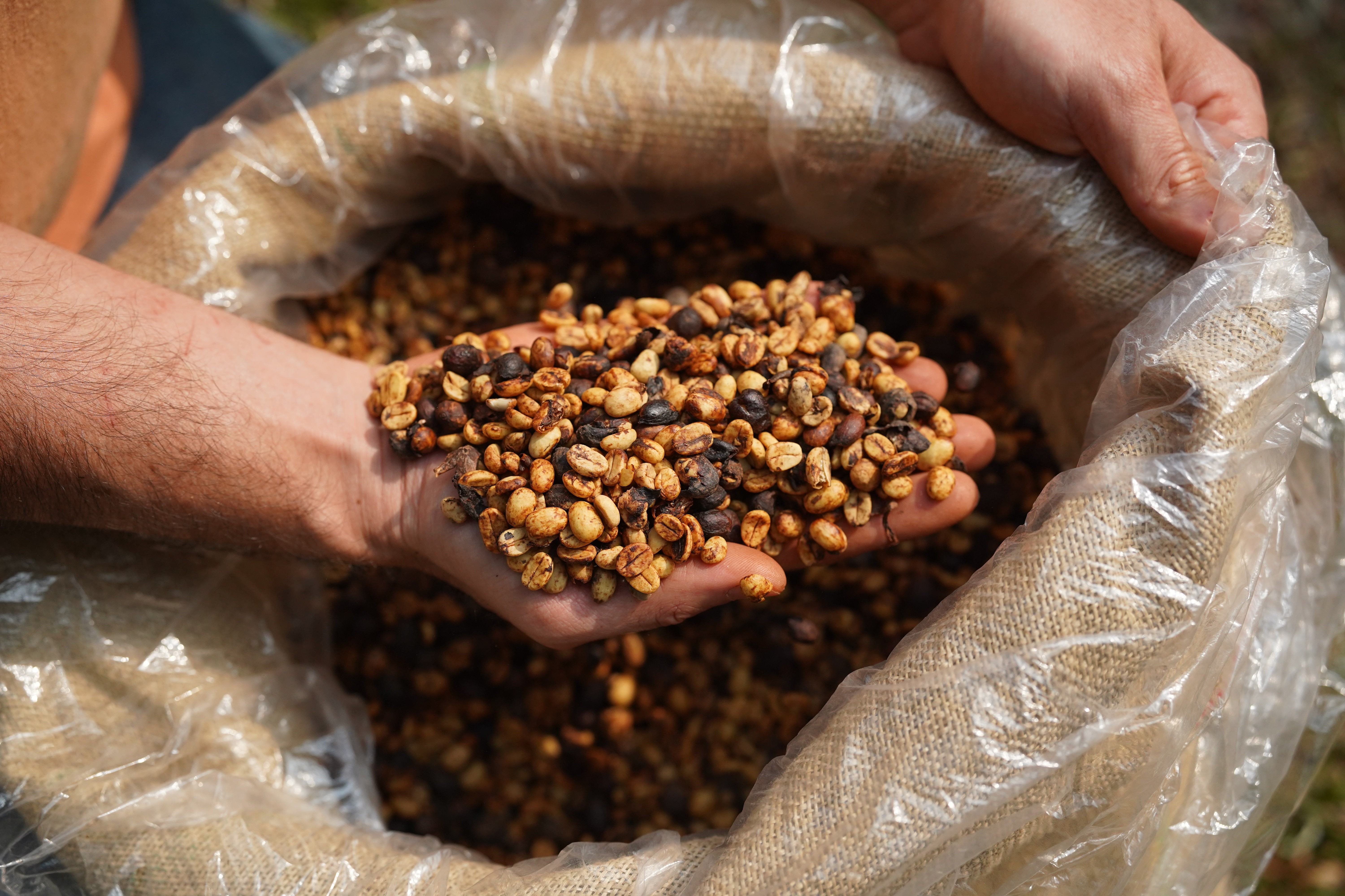 Café Caro: Como Produtores Estão Investindo Lucros em 2023?
