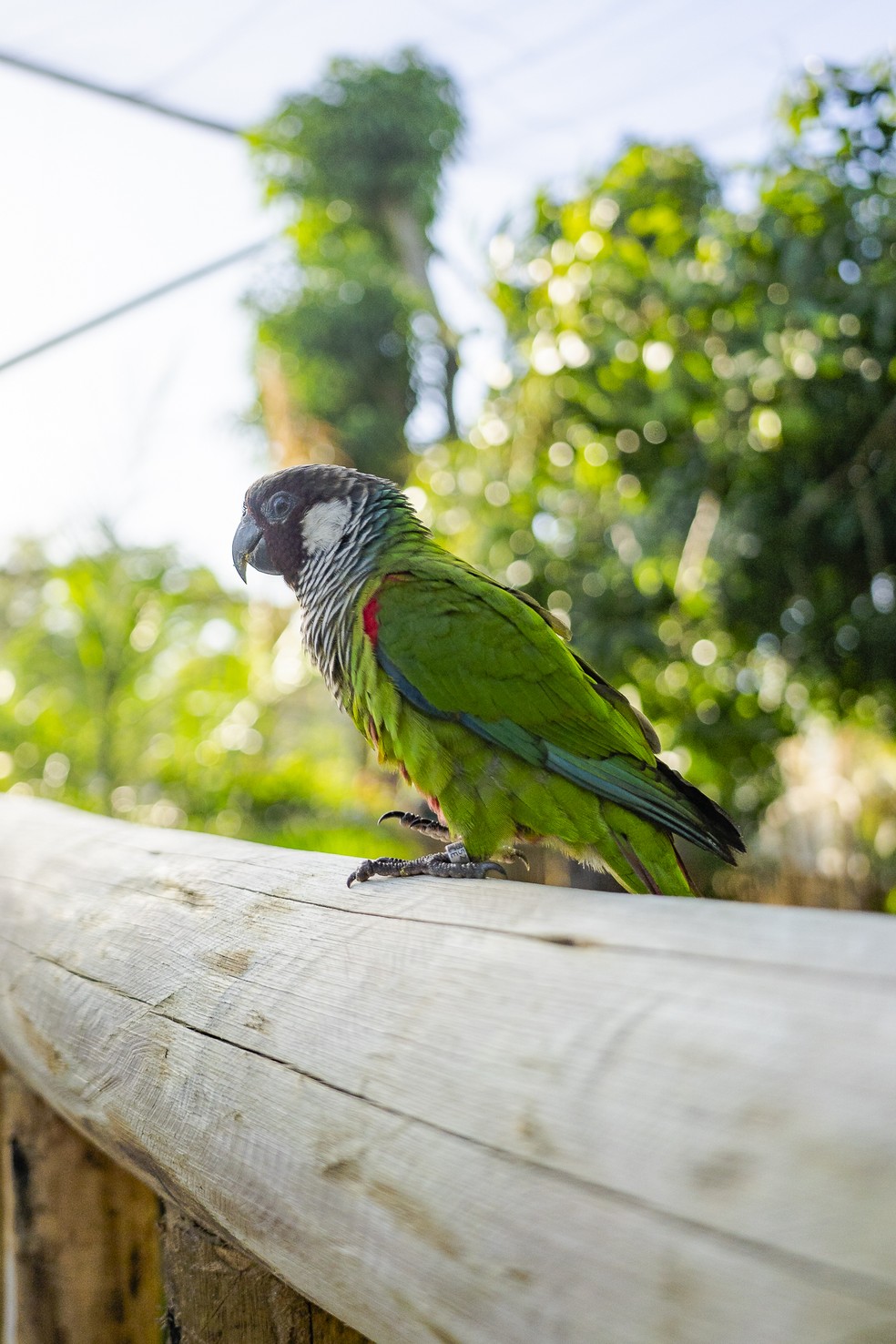 Periquito-cara-suja mede 23 cm de comprimento e pesa cerca de 63 gramas — Foto: Roni Vasconcelos