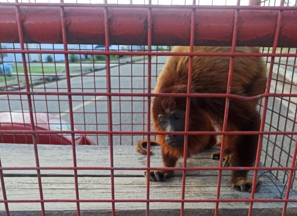 Macaco Branco: comunidade tomada pelo mato - Grupo A Hora