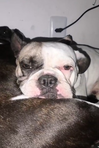 Cachorro baleado por PM em BH recebe alta após cirurgia