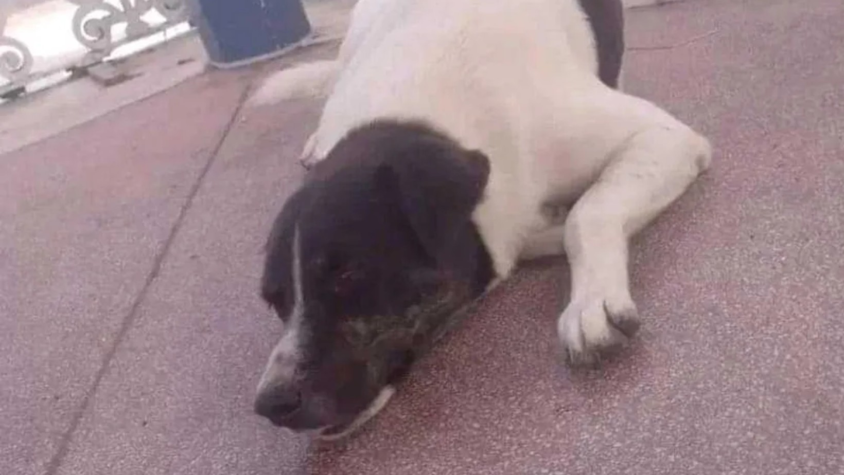 Ex-GCM é condenado a pagar R$ 10 mil de indenização por matar cachorro de morador de rua com tiro