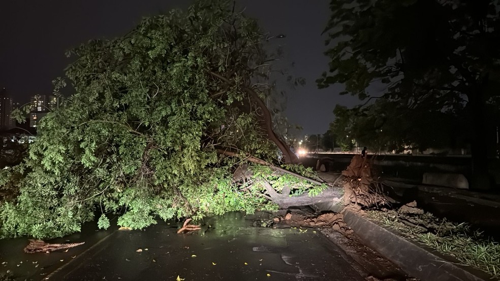 Queda de árvore na Avenida Lauro Gomes, em Santo André, na Grande São Paulo — Foto: Abraão Cruz/Reprodução