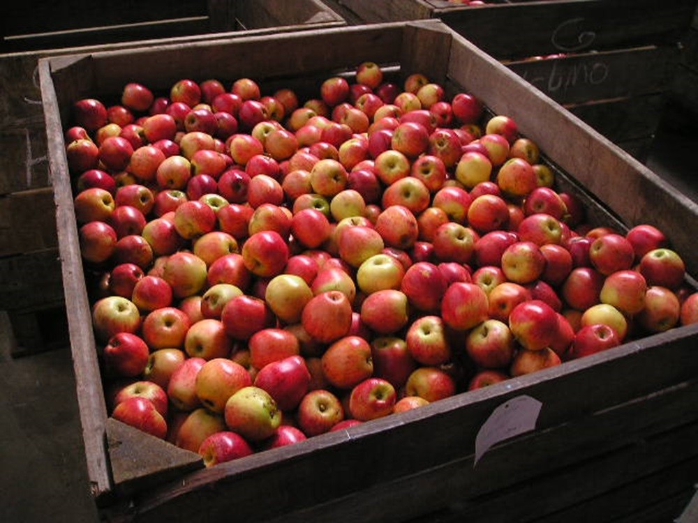 Saiba identificar seis tipos de maçã e conheça sete motivos para incluir a fruta na rotina