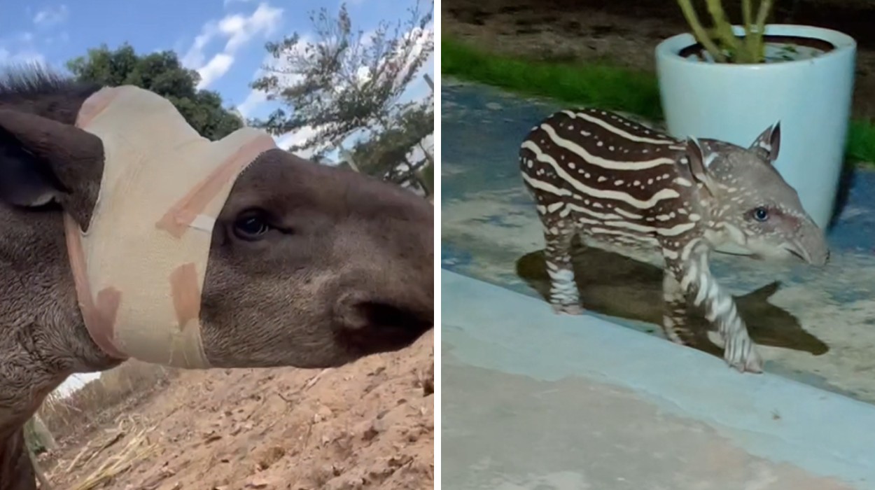 Anta que sobreviveu a golpe de facão dá à luz filhote em reserva de MT; VÍDEO