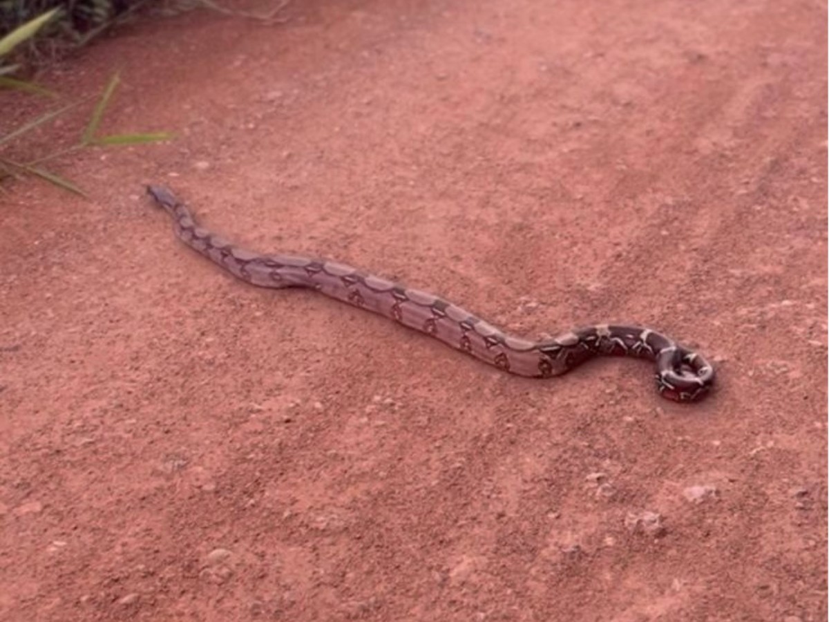 VÍDEO: Família registra momento em que jiboia atravessa estrada em Porto Velho