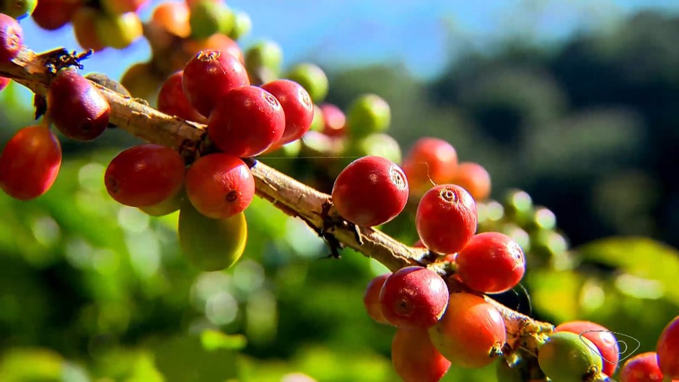 Colheita do café arábica começa no Espírito Santo e produção deve superar em mais de 1 milhão e meio a quantidade de sacas de 2023 — Foto: Ari Melo