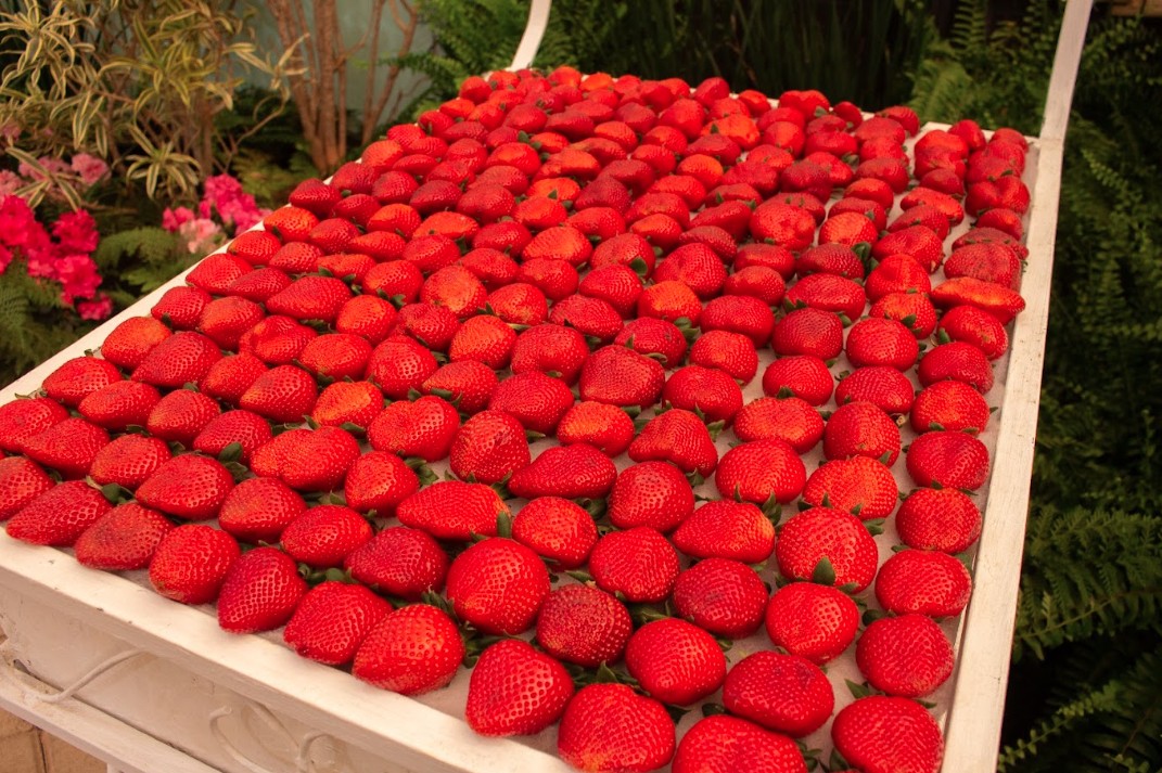 Entre cores, sabores e tradições vem aí a Festa de Flores e Morangos de Atibaia